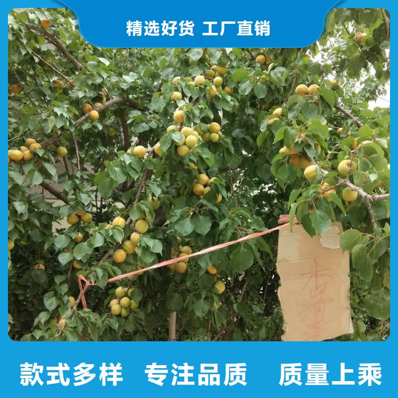 【杏】_梨树苗厂家货源