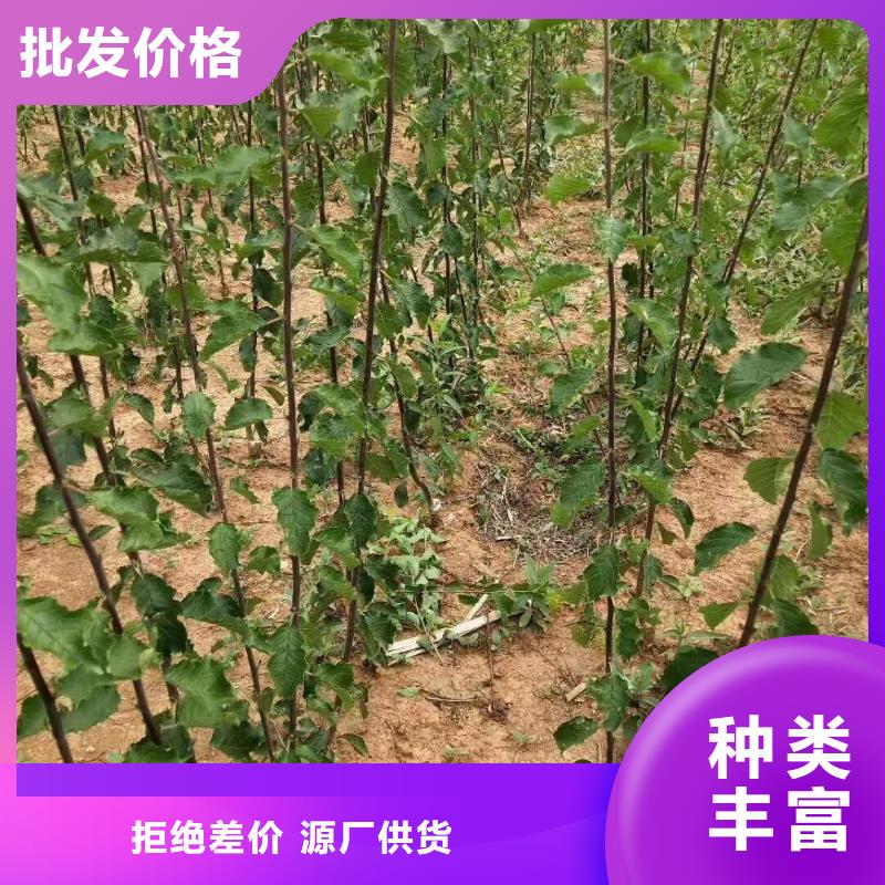 杏-桃树苗快速发货