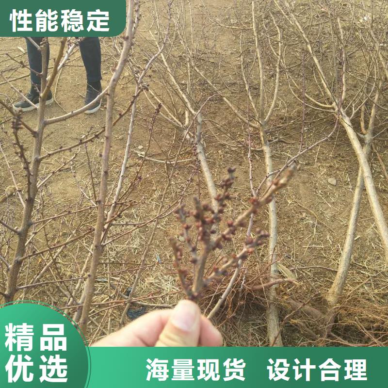 杏-北美冬青拒绝中间商