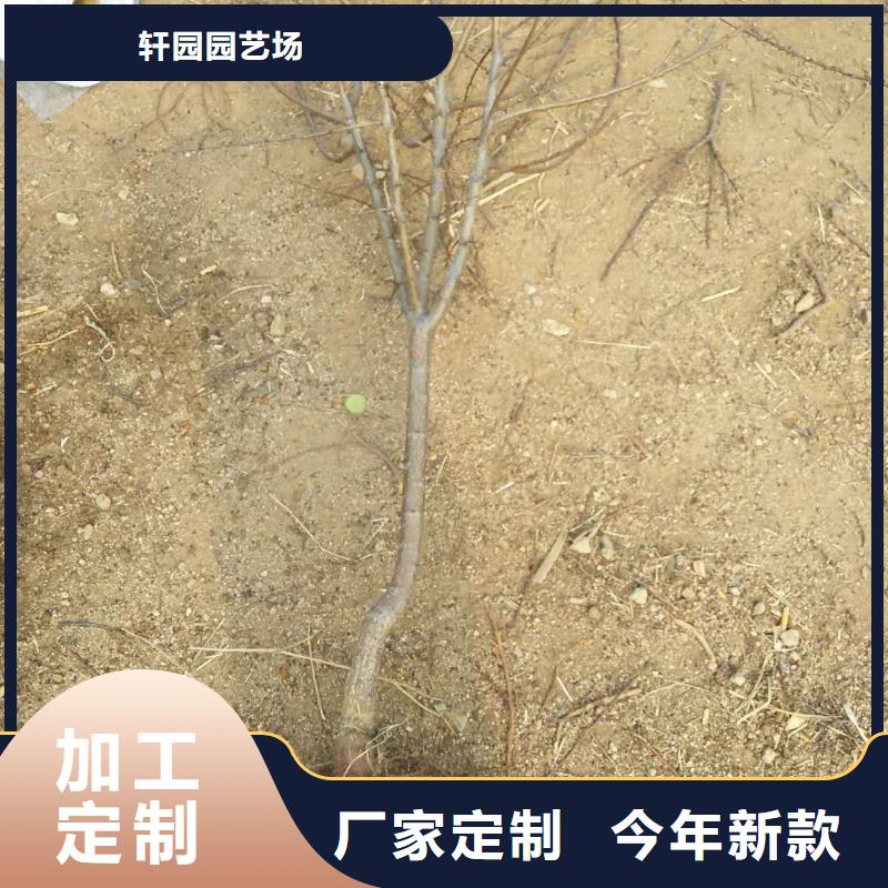 杏【【蓝莓苗】】优质材料厂家直销