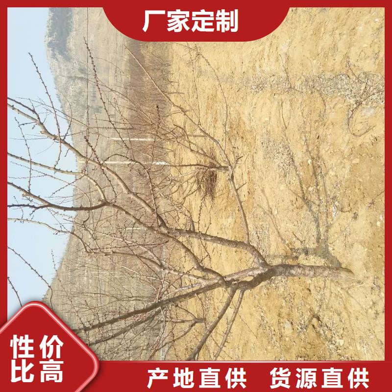 杏草莓苗现货充足量大优惠