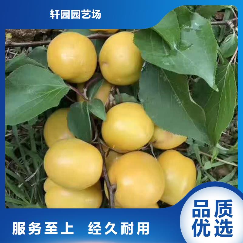 杏李子苗规格齐全