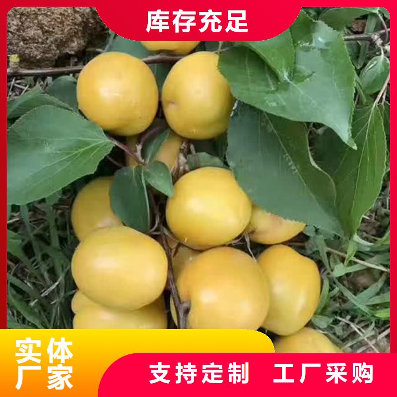 杏-桃树苗快速发货