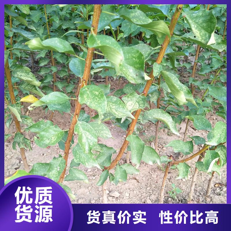 杏无花果苗厂家直营