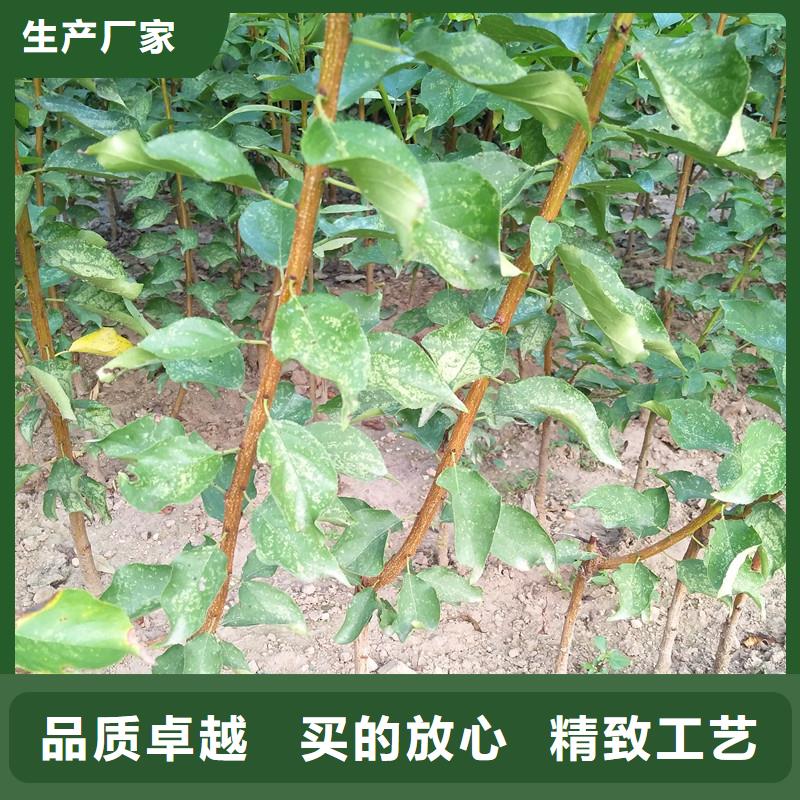 杏草莓苗现货充足量大优惠