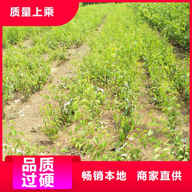 【 杏,猕猴桃苗实体厂家】由轩园为您