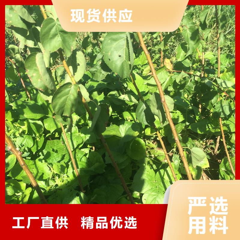 杏【蓝莓苗】信誉有保证