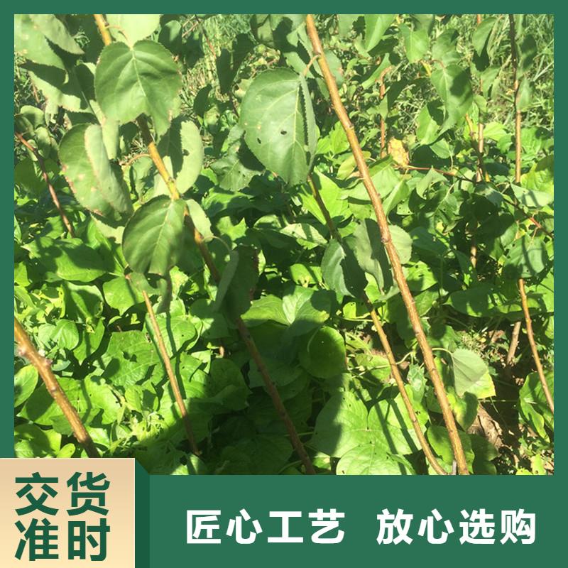 【杏】樱桃苗服务至上
