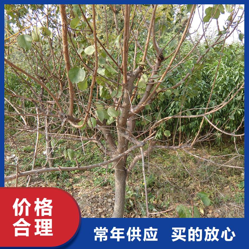 梨树苗轩园【 杏苹果苗工厂采购】