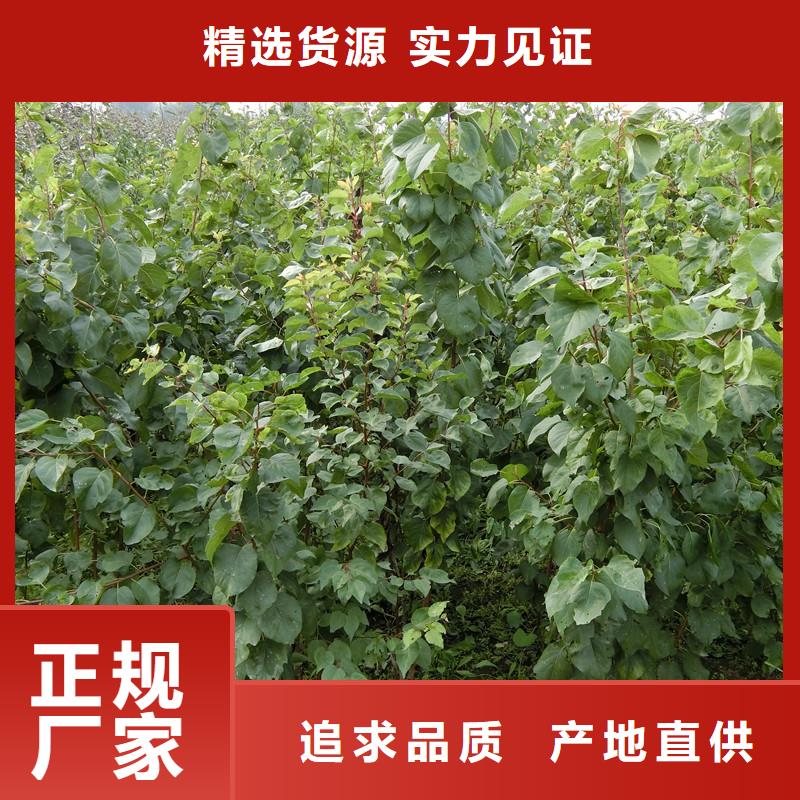 【杏】_梨树苗厂家货源