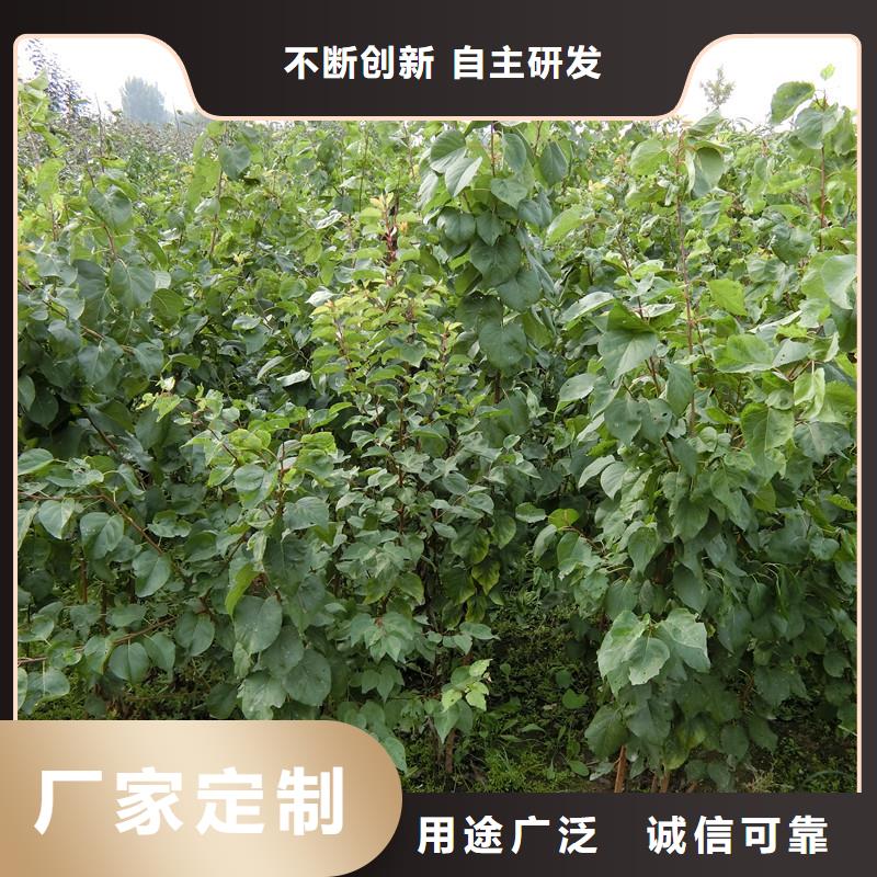 杏-北美冬青拒绝中间商
