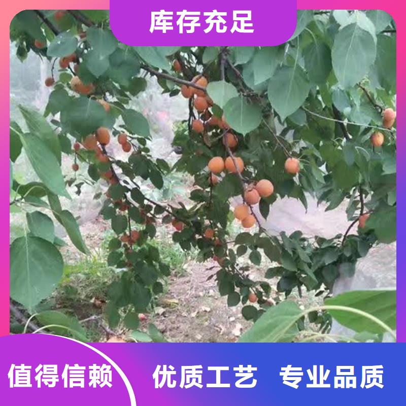 梨树苗轩园【 杏苹果苗工厂采购】
