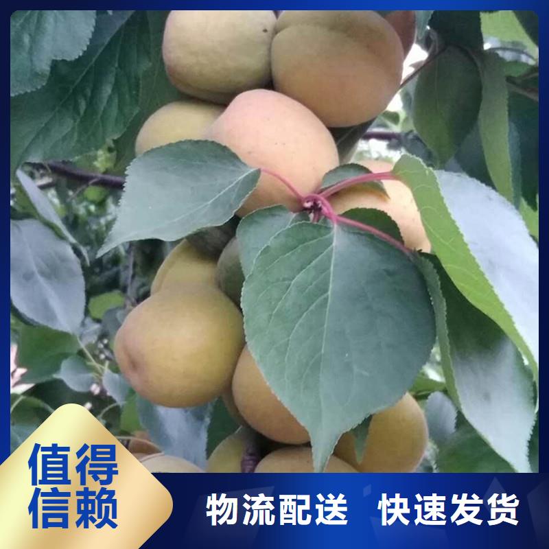 杏草莓苗现货充足量大优惠