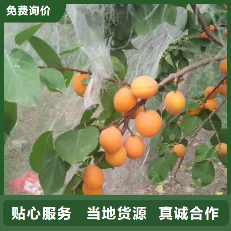杏草莓苗现货充足量大优惠