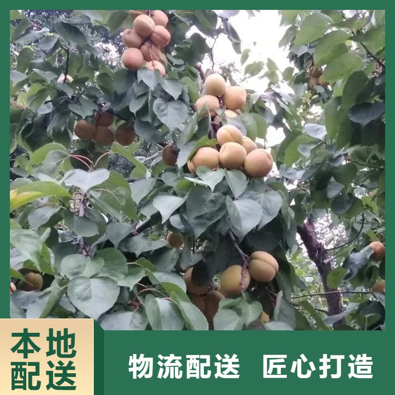 【 杏,猕猴桃苗实体厂家】由轩园为您