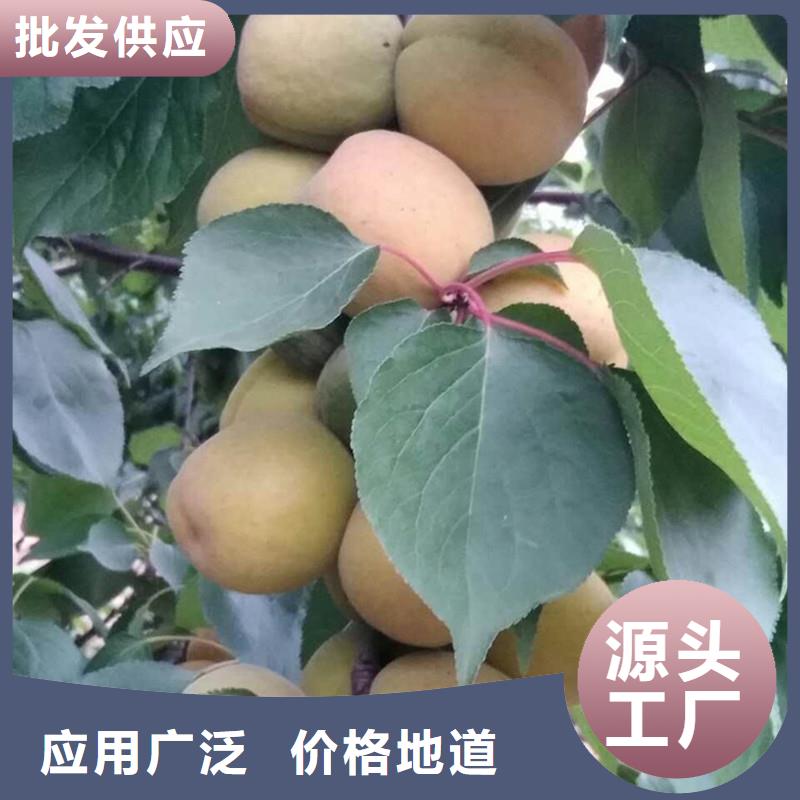 【 杏 桃树苗品质商家】-轩园园艺场(遂宁市分公司)