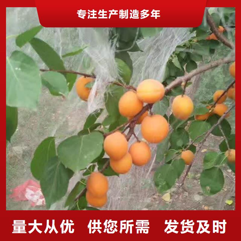 【 杏,猕猴桃苗实体厂家】由轩园为您