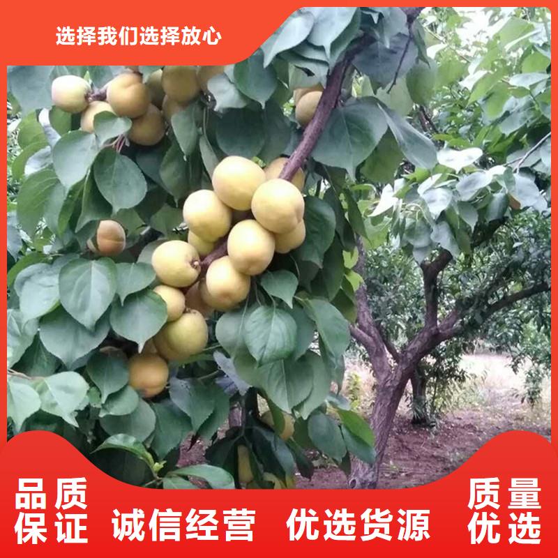 杏_樱桃苗来图定制量大从优