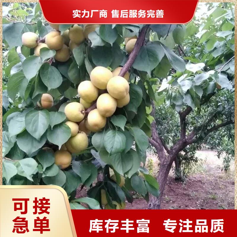 杏樱桃苗质量牢靠