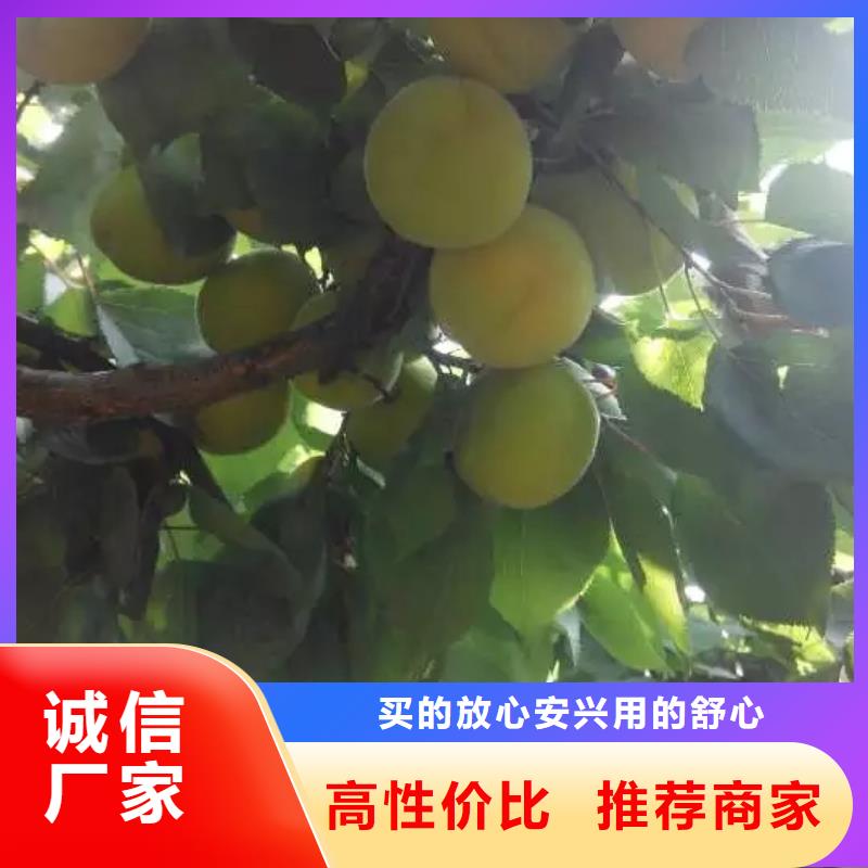 【 杏 桃树苗品质商家】-轩园园艺场(遂宁市分公司)