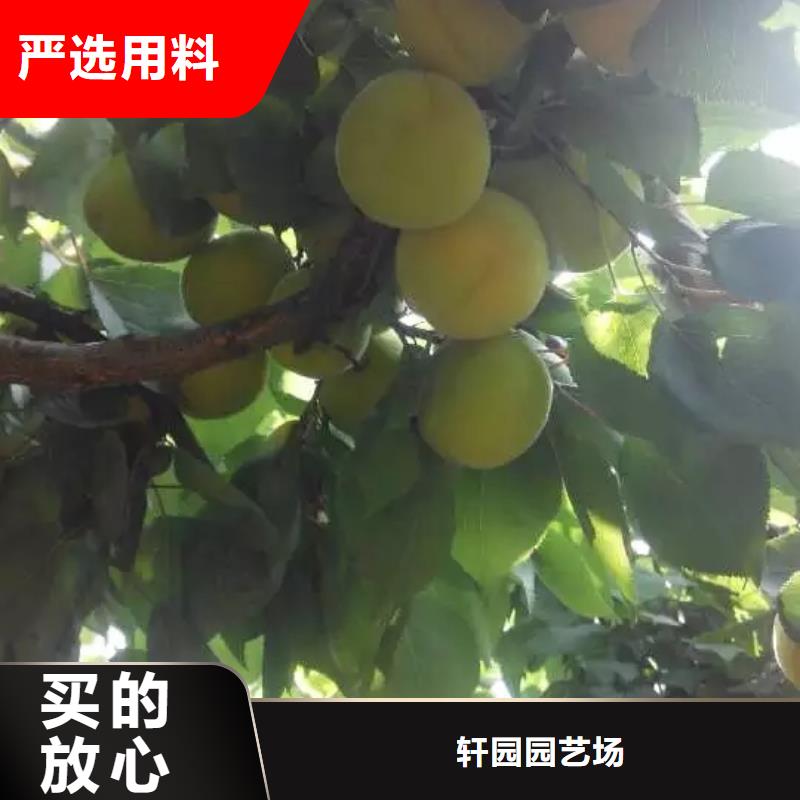 杏-桃树苗快速发货