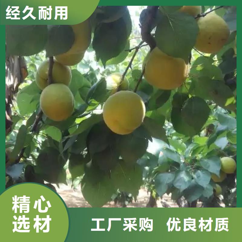 杏-桃树苗快速发货