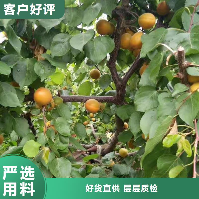 梨树苗轩园【 杏苹果苗工厂采购】