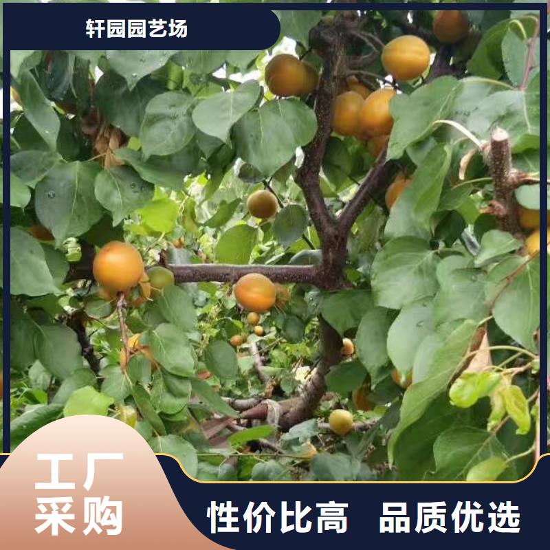 杏【【蓝莓苗】】优质材料厂家直销