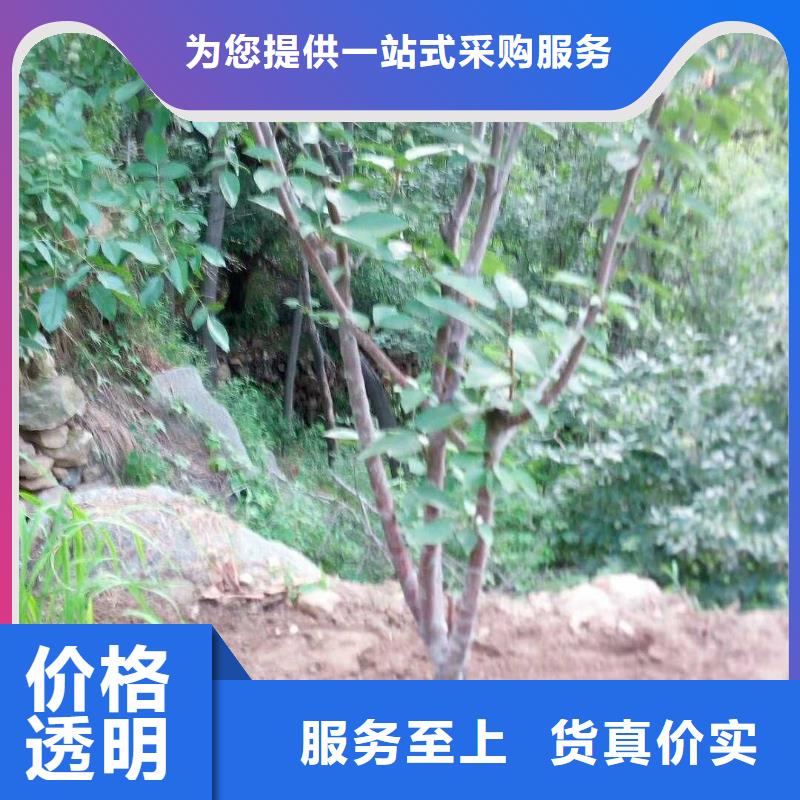 杏嘎啦苹果质量牢靠