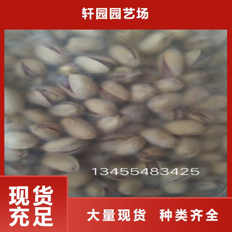 开心果【石榴树】厂家技术完善由轩园为您