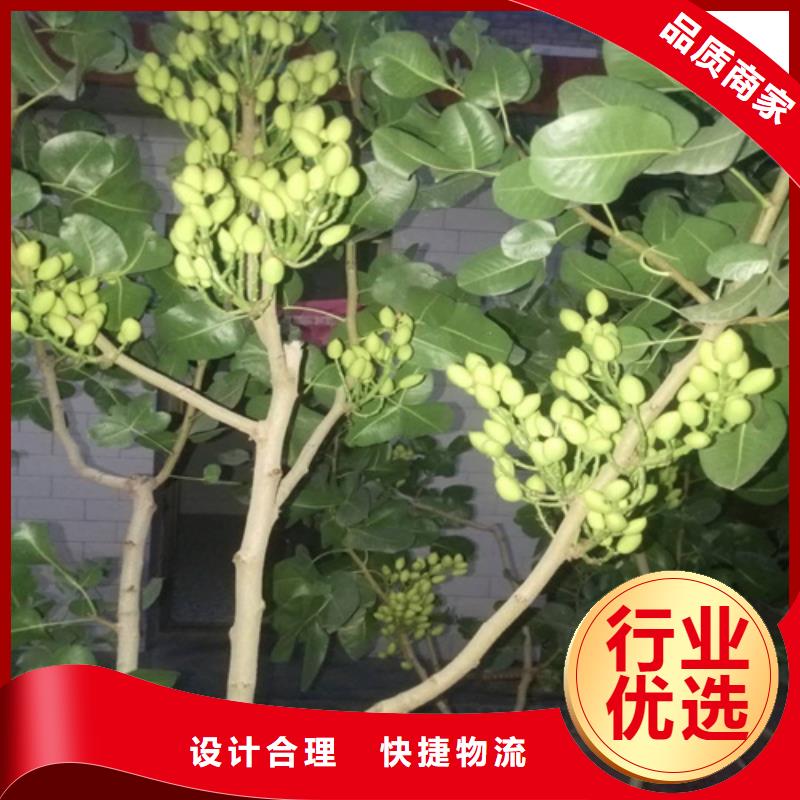开心果石榴树精心打造