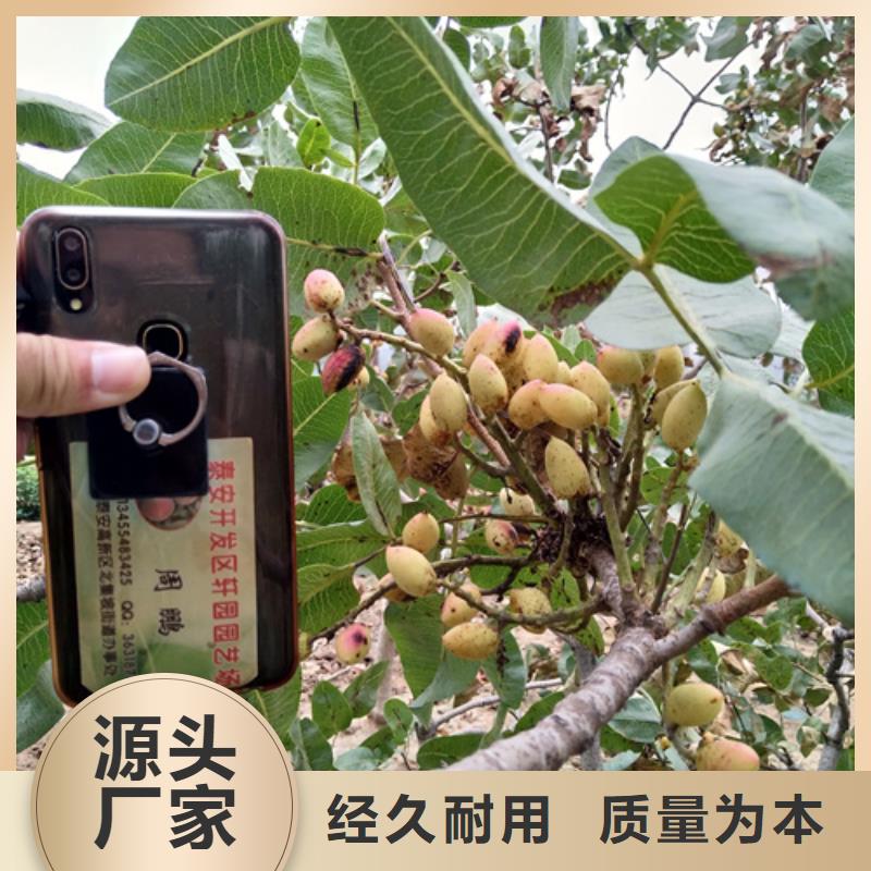 开心果,【猕猴桃苗】安装简单