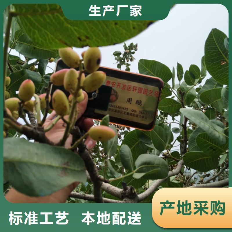 开心果桃树苗专注质量