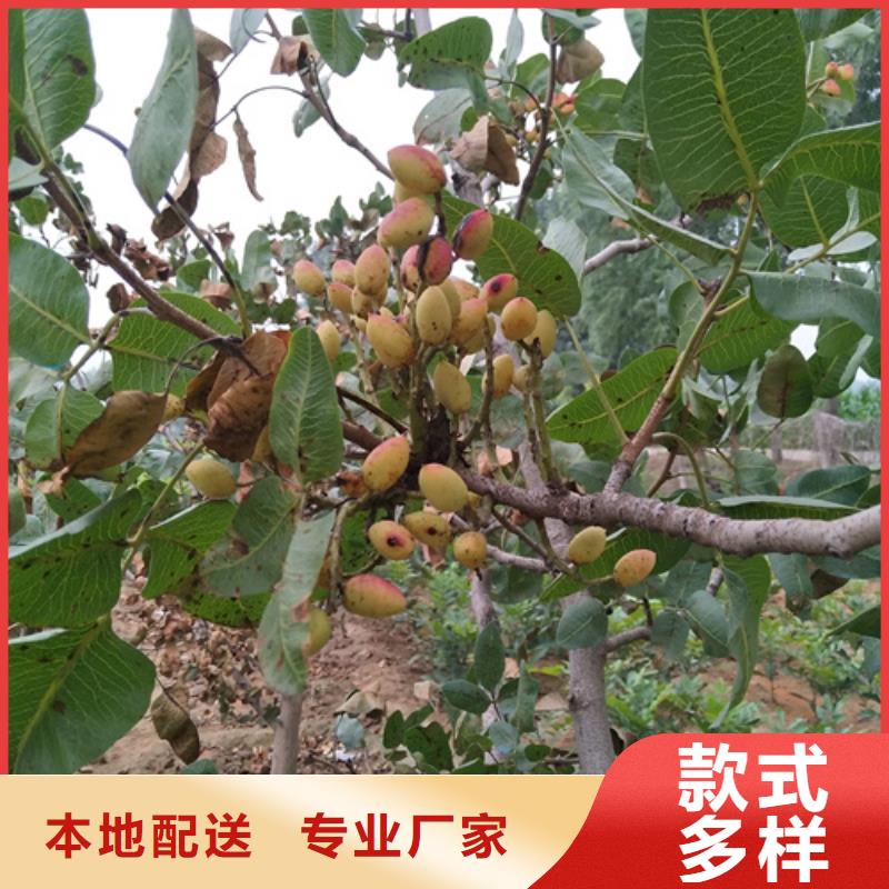 开心果【石榴树】厂家技术完善由轩园为您