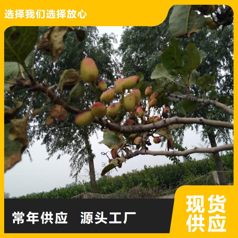 【 开心果-猕猴桃苗品质商家】-轩园园艺场(牡丹江市分公司)