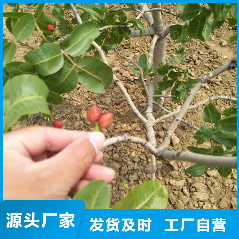 开心果板栗苗可定制有保障
