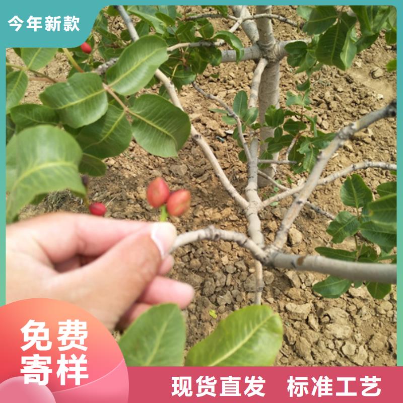 开心果苹果苗从厂家买售后有保障