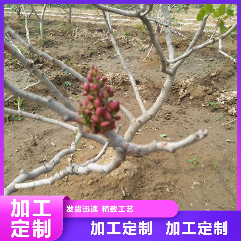 【开心果】猕猴桃苗厂家十分靠谱