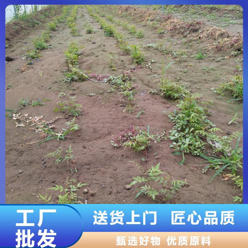 轩园梨树苗开心果,【3公分石榴苗】应用广泛39065.com