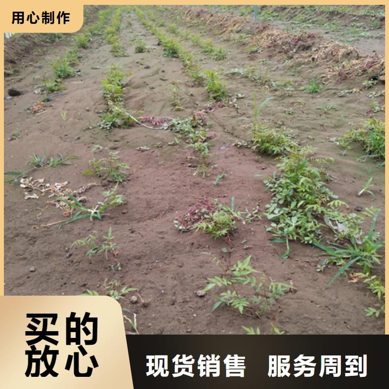 开心果【石榴树】厂家技术完善由轩园为您
