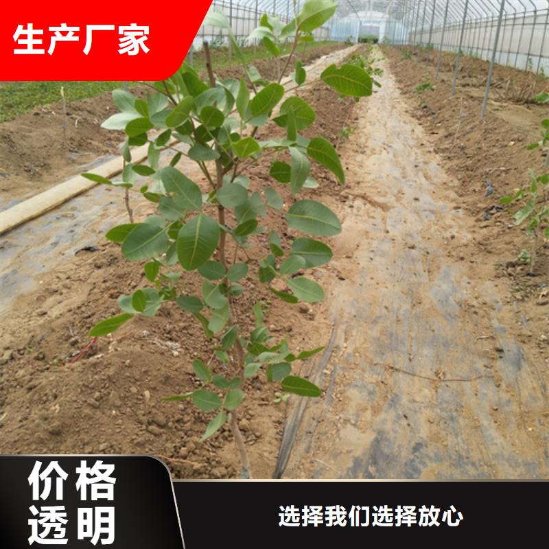 开心果苹果苗来图来样定制
