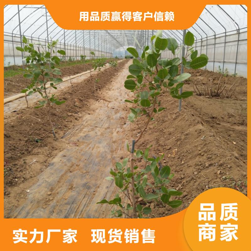 【 开心果-猕猴桃苗品质商家】-轩园园艺场(牡丹江市分公司)