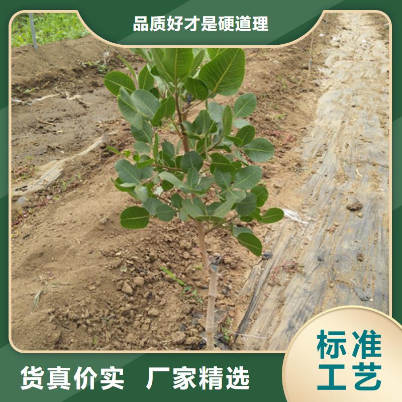 【 开心果-猕猴桃苗品质商家】-轩园园艺场(牡丹江市分公司)