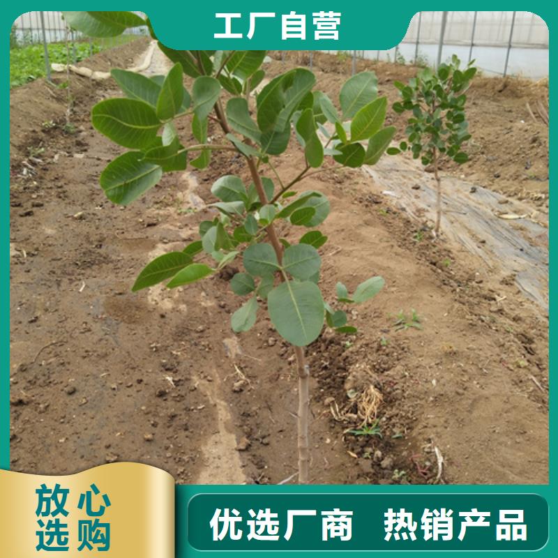 开心果梨树苗为您提供一站式采购服务