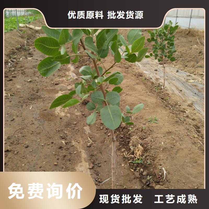 开心果樱桃苗经久耐用