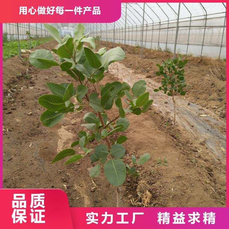 【 开心果-猕猴桃苗品质商家】-轩园园艺场(牡丹江市分公司)