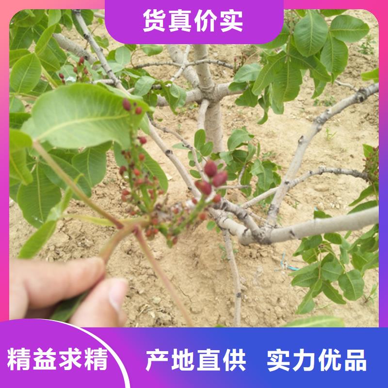 开心果苹果苗从厂家买售后有保障