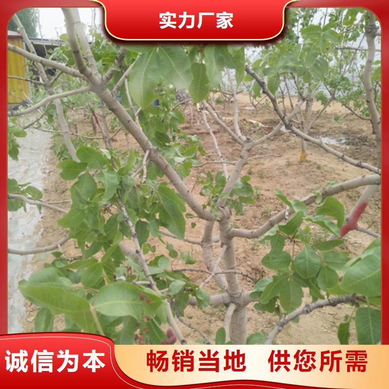 【开心果】无花果苗精益求精