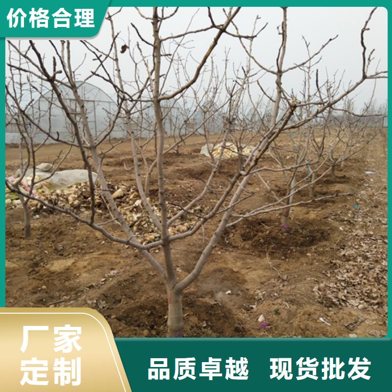 开心果石榴树精心打造