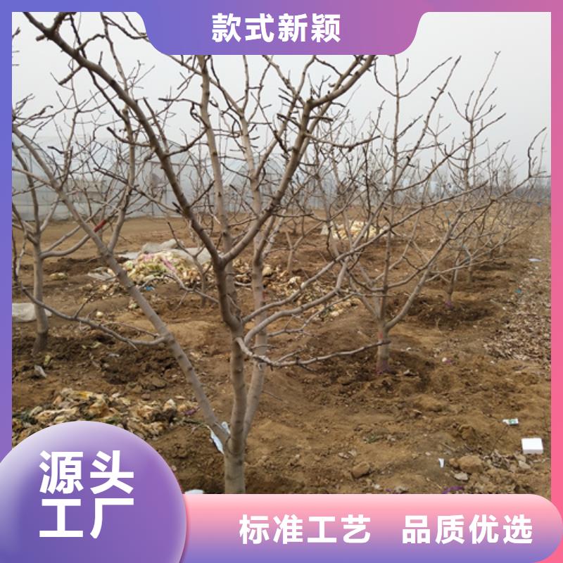 【 开心果-猕猴桃苗品质商家】-轩园园艺场(牡丹江市分公司)